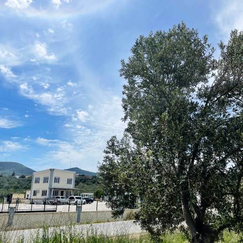 Ulubeyler Tarım Ürünleri Zeytinyağı Fabrikası